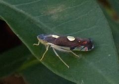 Diedrocephala variegata