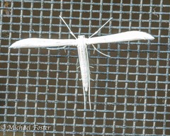 Hellinsia homodactylus