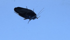 Polyphaga aegyptiaca