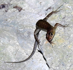 Sphenomorphinae