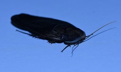 Polyphaga aegyptiaca