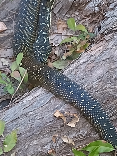 Diamond Python sighting