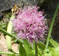 Allium validum