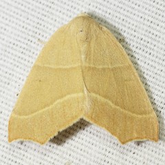 Destutia excelsa