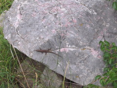 Algyroides nigropunctatus