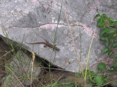 Algyroides nigropunctatus