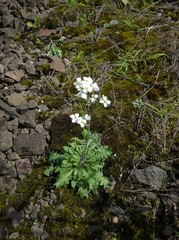 Arabidopsis arenosa arenosa