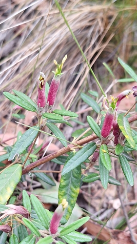 Correa decumbens, photograph 5