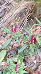 Correa decumbens, photograph author not stated, no rights reserved