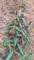 Correa decumbens, photograph author not stated, no rights reserved