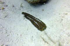 Pseudobiceros pardalis