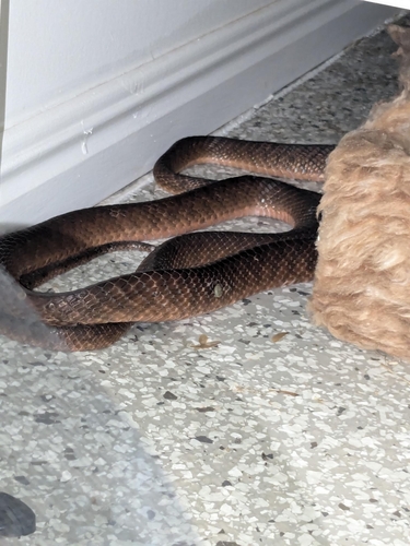 Brown Tree Snake sighting