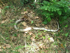 Elaphe quatuorlineata