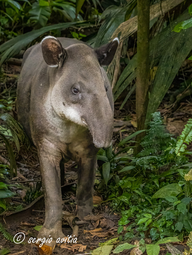 Tapir
