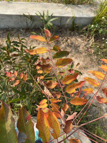 Rhus hypoleuca, 2024-12-29
