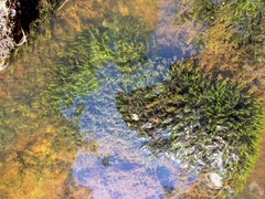 Fissidens fontanus