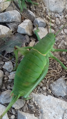 Polysarcus denticauda