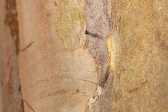 Orgyia leucostigma image