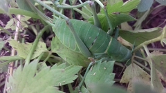 Polysarcus denticauda