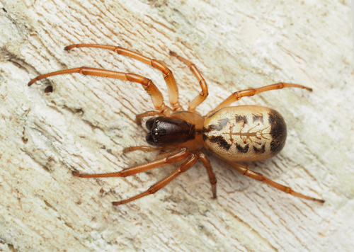 Araneus mastersi