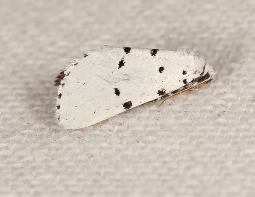 Grotella sampita photo 5