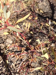 Eucalyptus socialis eucentrica
