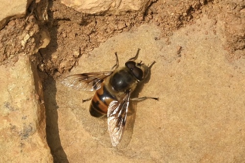 Common Drone Fly