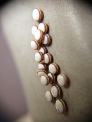 Antheraea polyphemus