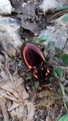 Pterostichus burmeisteri