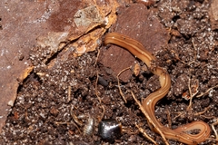 Caenoplana