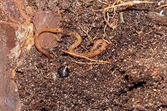 Caenoplana