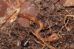 Caenoplana