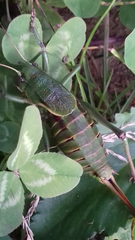 Psorodonotus