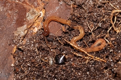 Caenoplana