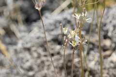 Latace andina, photograph (c) SebaArosZ, some rights reserved (CC BY)