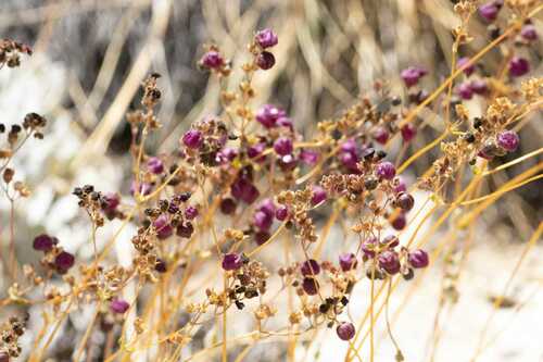 Image of Calceolaria arachnoidea by (c) SebaArosZ, some rights reserved (CC BY)