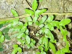 (c) りなべる, some rights reserved (CC BY) Pteris ryukyuensis, photograph (c) りなべる, some rights reserved (CC BY)