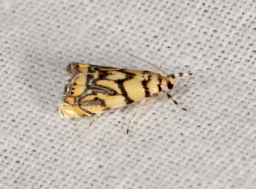 Diptychophora harlequinalis photo 5