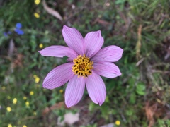 Cosmos diversifolius