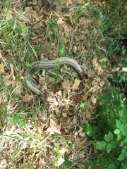 Elaphe quatuorlineata