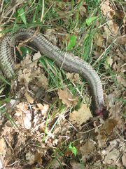 Elaphe quatuorlineata