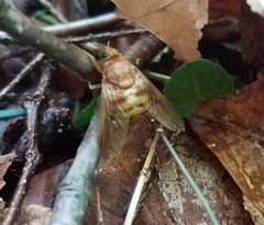 Goniops chrysocoma