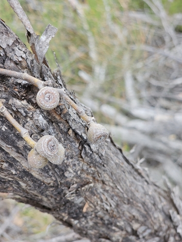 Image of Eucalyptus arenacea by (c) Michael McBain, some rights reserved (CC BY)