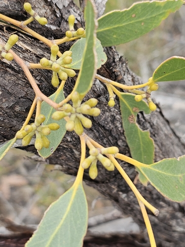 Image of Eucalyptus arenacea by (c) Michael McBain, some rights reserved (CC BY)