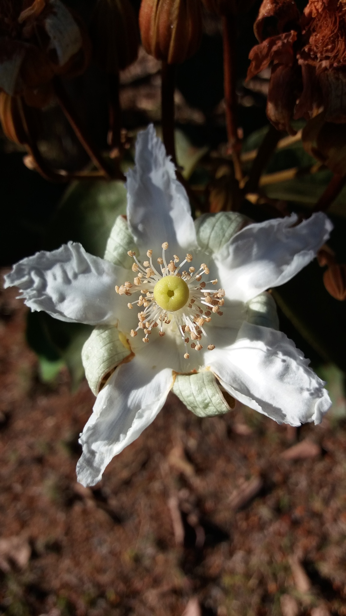 File:abelha-cachorro - Trigona spinipes - em flor de açoita-cavalo-graúdo  Luehea grandiflora Mart. & Zucc. (Malvaceae) 02.jpg - Wikimedia Commons