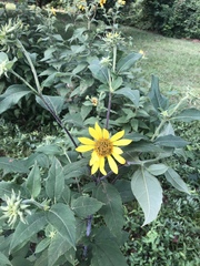 Helianthus resinosus