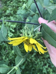 Helianthus resinosus