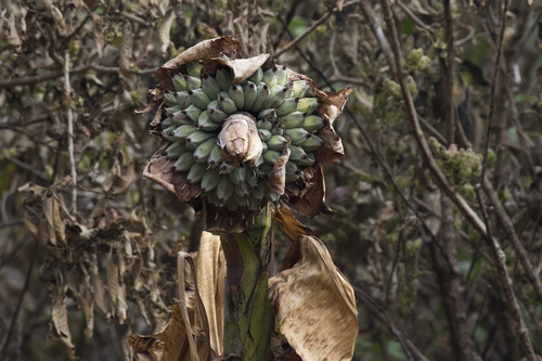Image of Ensete superbum by (c) Ramesh Shenai Jr., some rights reserved (CC BY)