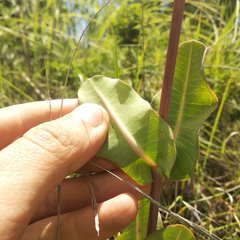 Asclepias elata
