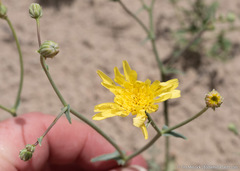 Malacothrix sonchoides